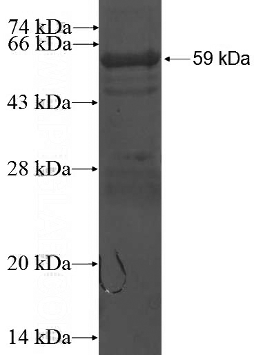 Recombinant Human PUS1 SDS-PAGE