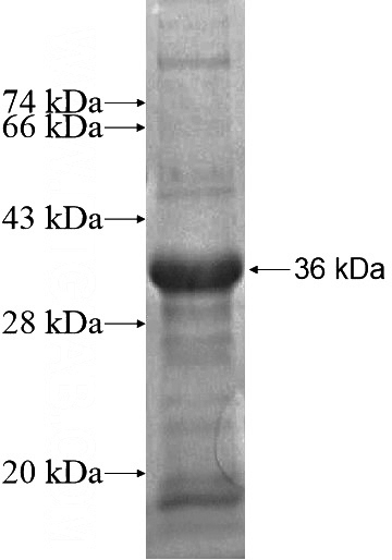 Recombinant Human MORG1 SDS-PAGE