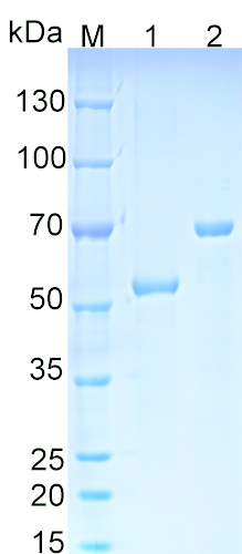 Recombinant Human tubulin-alpha SDS-PAGE