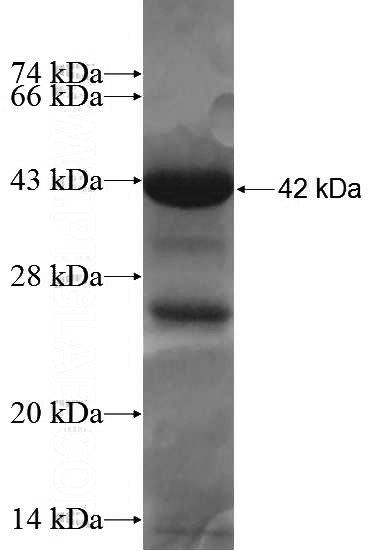 Recombinant Human tubulin-alpha SDS-PAGE