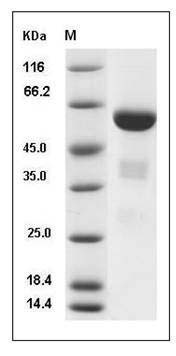 Mouse APOA1 Protein (Fc Tag) SDS-PAGE