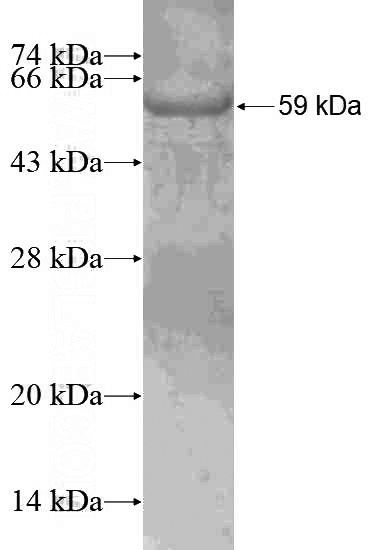 Recombinant Human PDCD4 SDS-PAGE