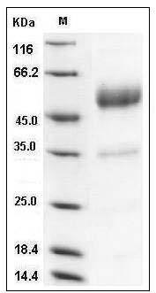 Mouse CD83 / HB15 Protein (Fc Tag) SDS-PAGE