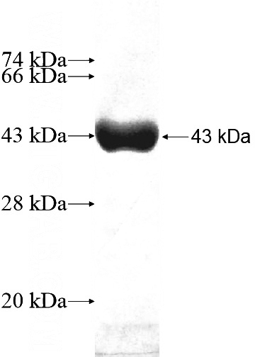 Recombinant Human PGS1 SDS-PAGE