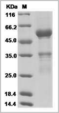 Human ABO Protein (Fc Tag)