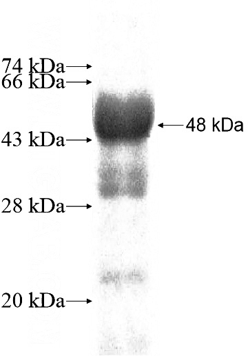 Recombinant Human REV1 SDS-PAGE