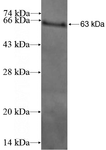 Recombinant Human ENOX2 SDS-PAGE