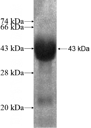 Recombinant Human OPTC SDS-PAGE