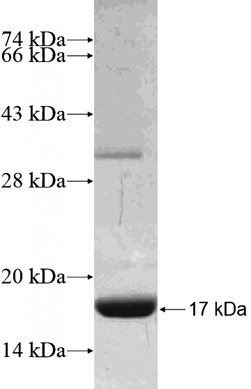 Recombinant Human TRIM3 SDS-PAGE