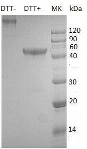 Human TNFRSF4/TXGP1L (Fc tag) recombinant protein