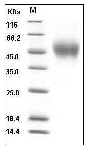 Human CD150 / SLAM / SLAMF1 Protein (His Tag) SDS-PAGE