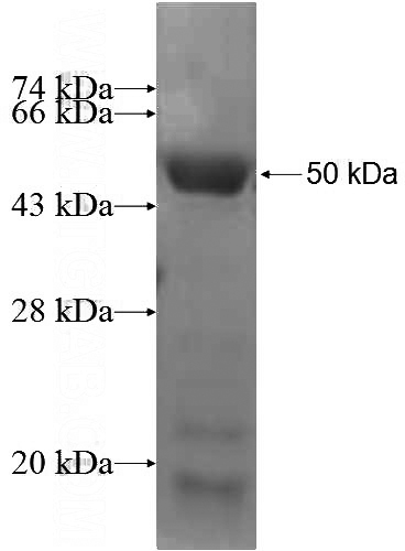 Recombinant Human FBX4 SDS-PAGE