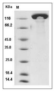 Mouse Contactin 3 / CNTN3 Protein (His Tag) SDS-PAGE