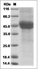 Human Follistatin / FST Protein (His Tag)
