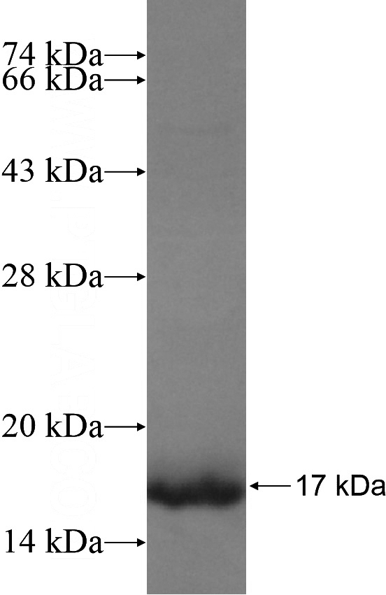 Recombinant Human LYZL6 SDS-PAGE