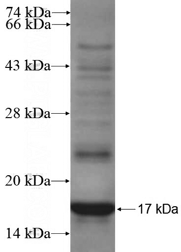 Recombinant Human TP73 SDS-PAGE