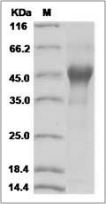 CSF1 protein SDS-PAGE