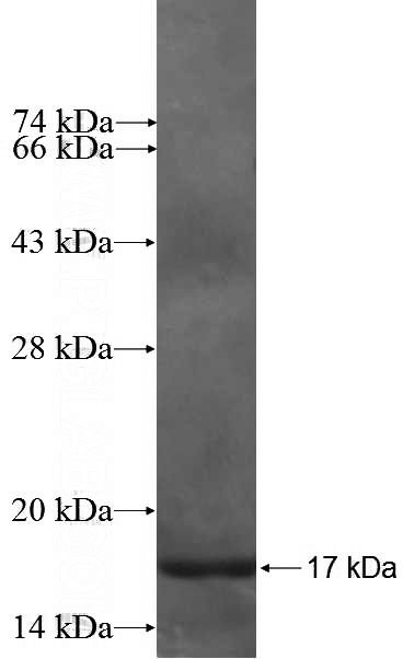 Recombinant Human TUBD1 SDS-PAGE