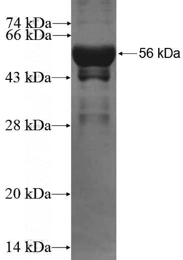 Recombinant Human GPI SDS-PAGE