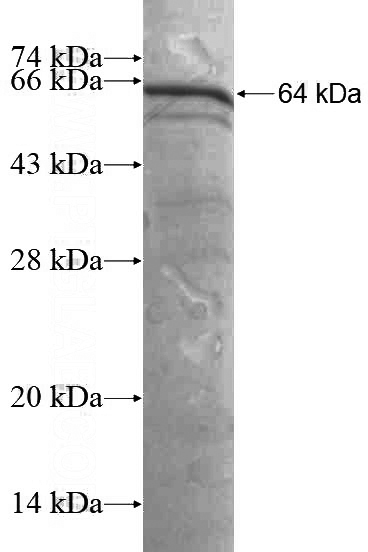 Recombinant Human BRD7 SDS-PAGE