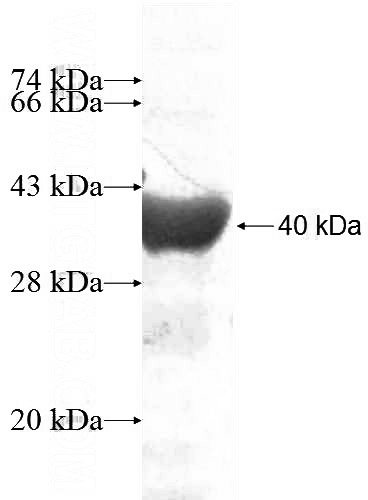 Recombinant Human PLD4 SDS-PAGE