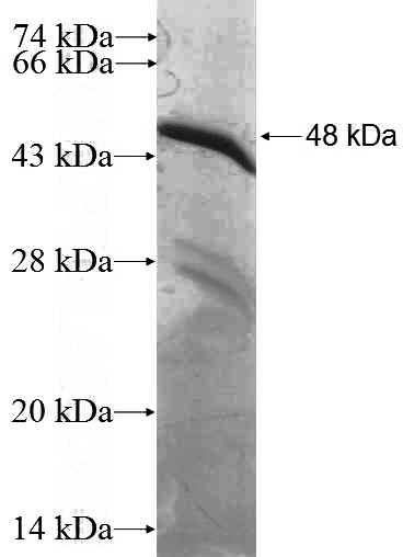 Recombinant Human RHOC SDS-PAGE