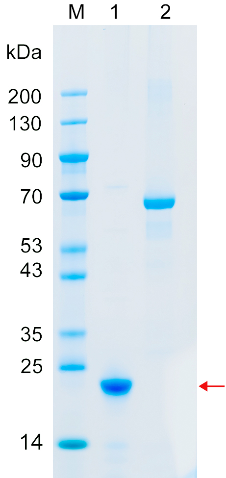 Recombinant E4F1 protein (His tag) SDS-PAGE