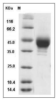 Human CD38 Protein (His & FLAG Tag) SDS-PAGE