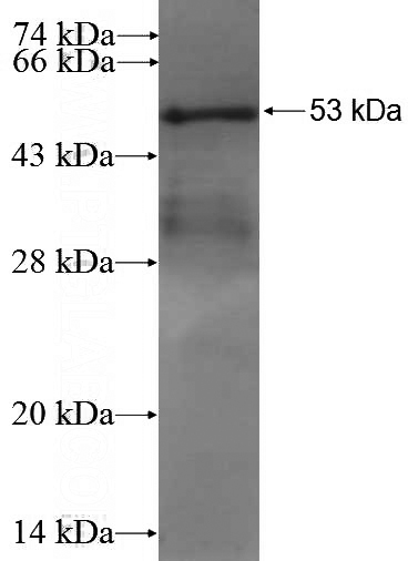 Recombinant Human TFEC SDS-PAGE