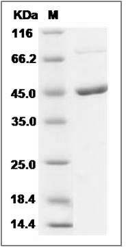 Mouse MEK1 / MAP2K1 / MKK1 Protein SDS-PAGE