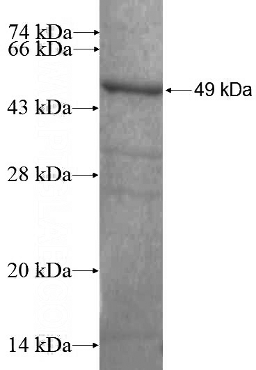 Recombinant Human RANGAP1 SDS-PAGE