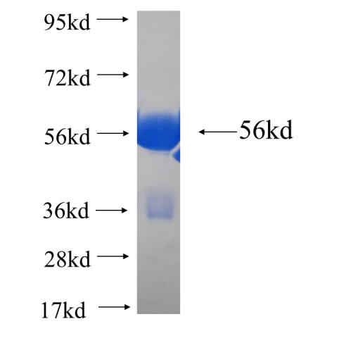 Recombinant Arabidopsis thaliana AtGLYR1 SDS-PAGE