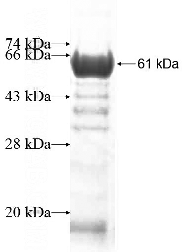 Recombinant Human ATL2 SDS-PAGE
