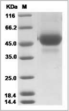 Influenza A H5N8 (A/broiler duck/Korea/Buan2/2014(Buan2)) Hemagglutinin / HA1 Protein (His Tag)
