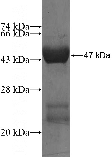 Recombinant Human HINT2 SDS-PAGE
