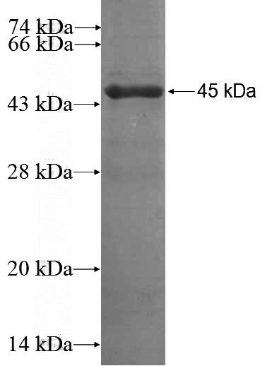 Recombinant Human TSEPA SDS-PAGE