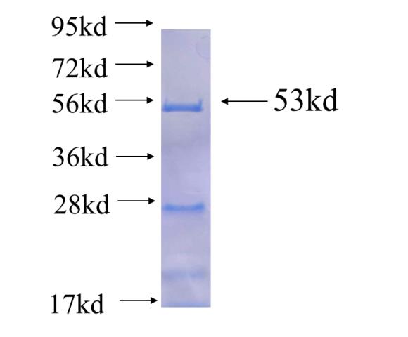 Recombinant Arabidopsis thaliana HCT SDS-PAGE
