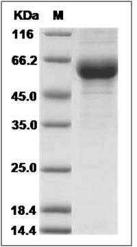 Mouse CREG / CREG1 Protein (Fc Tag) SDS-PAGE