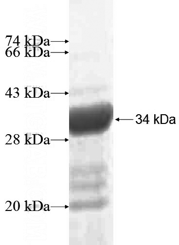 Recombinant Human PSMA8 SDS-PAGE