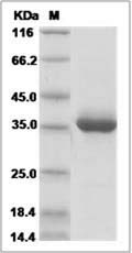 Human DEFB1 / Beta-defensin 1 Protein (Fc Tag)