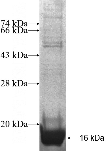 Recombinant Human FAM107B SDS-PAGE