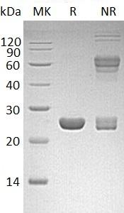 Human HPGDS/GSTS/PGDS/PTGDS2 recombinant protein