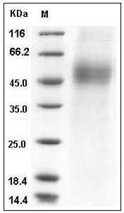 Mouse CD19 / Leu-12 Protein (His Tag) SDS-PAGE