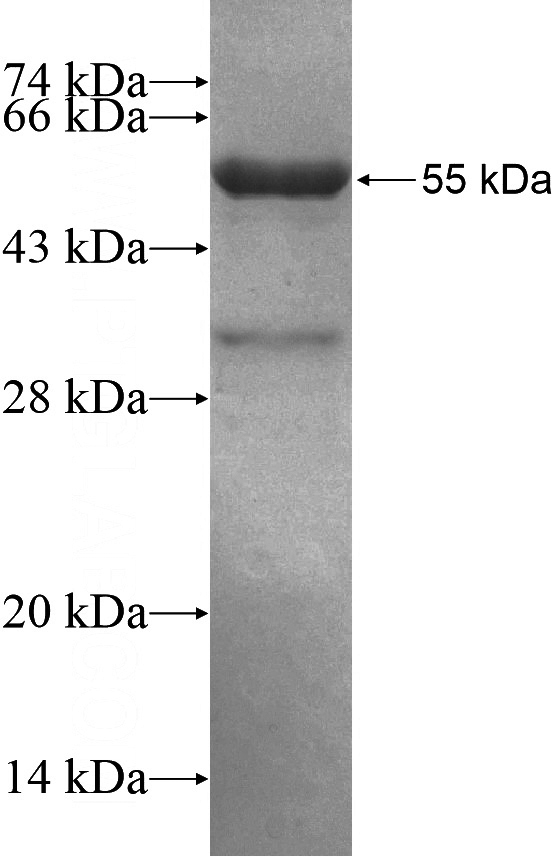 Recombinant Human TRAP1 SDS-PAGE