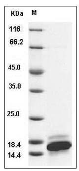 Human CXCL9 / MIG / C-X-C motif chemokine 9 Protein SDS-PAGE