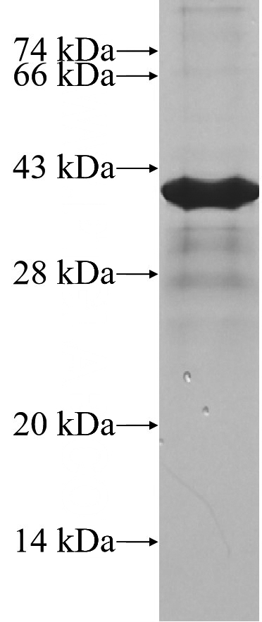 Recombinant Human ZFP36 SDS-PAGE