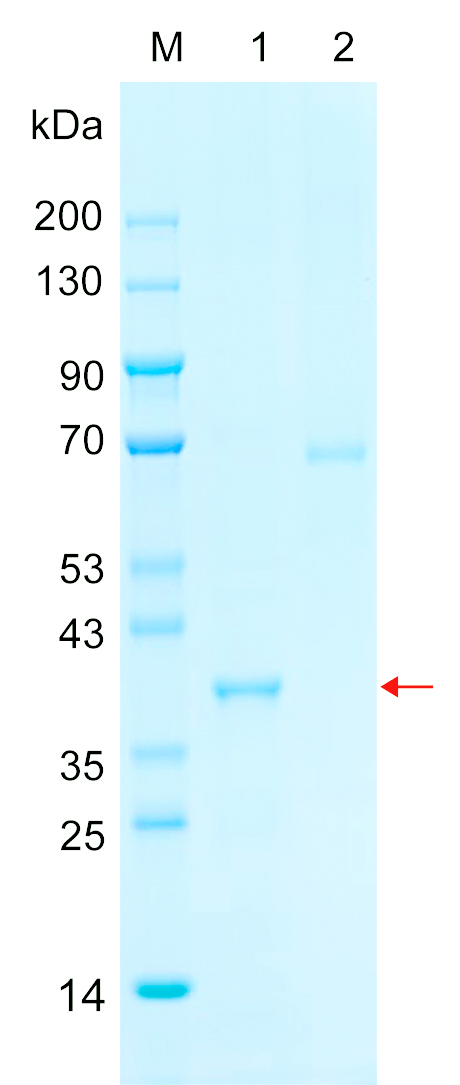 Recombinant HMMR protein (His tag) SDS-PAGE