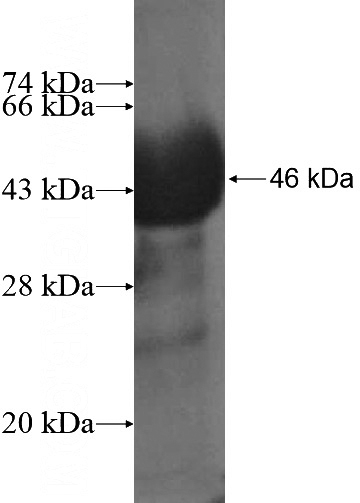 Recombinant Human PCDHB3 SDS-PAGE