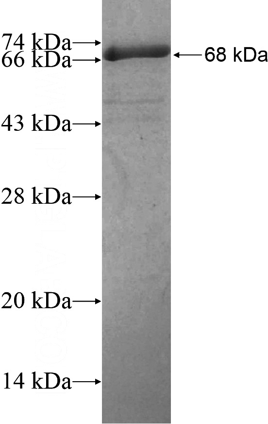 Recombinant Human KIF2A SDS-PAGE
