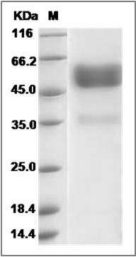 Human TNFRSF19 / TROY Protein (Fc Tag) SDS-PAGE